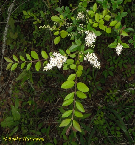 {Ligustrum sinense}